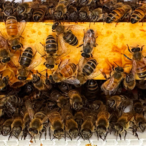 Beehive Products
