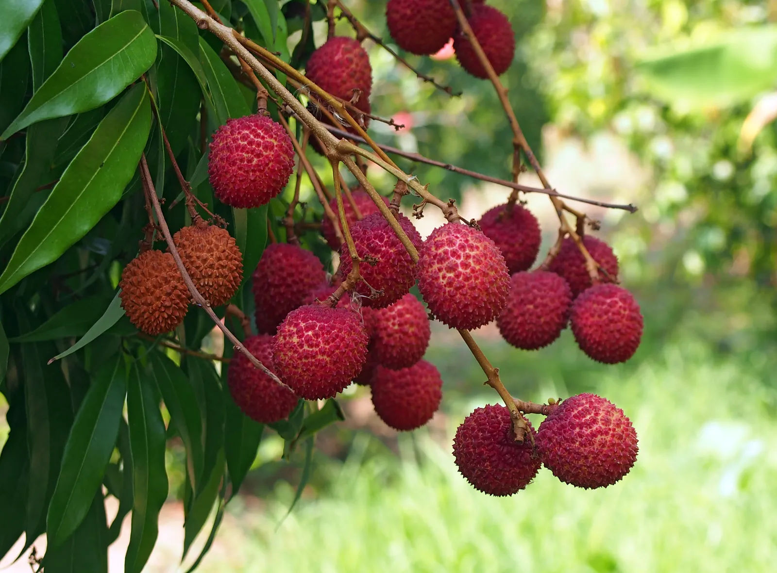 Kadami Litchi
