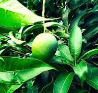 Authentic Rangpur Haribhanga Mango Premium Quality Selection