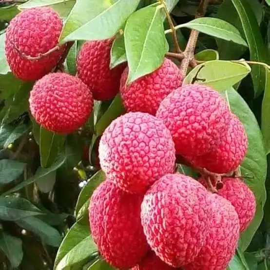 Fresh & Sweet China-3 Litchi | Premium Quality Online