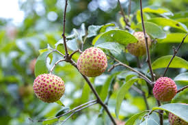 Authentic Dinajpur Bedana Litchi (Royal Grade)